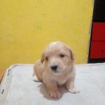 سگ آپارتمانی