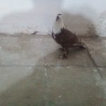 کفتر گلی سفید