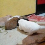 سگ آپارتمانی