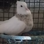 14عدد کبوتر طوقی کرمانشاهی درجه یک