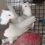 14عدد کبوتر طوقی کرمانشاهی درجه یک