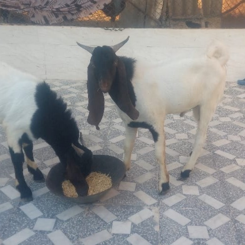 دوتا کهره نر