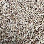 پسته رفسنجان شهر پسته ایران