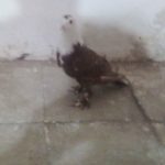 کفتر گلی سفید