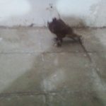 کفتر گلی سفید