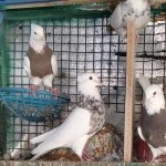 14عدد کبوتر طوقی کرمانشاهی درجه یک