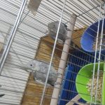 جوجه عروس هلندی