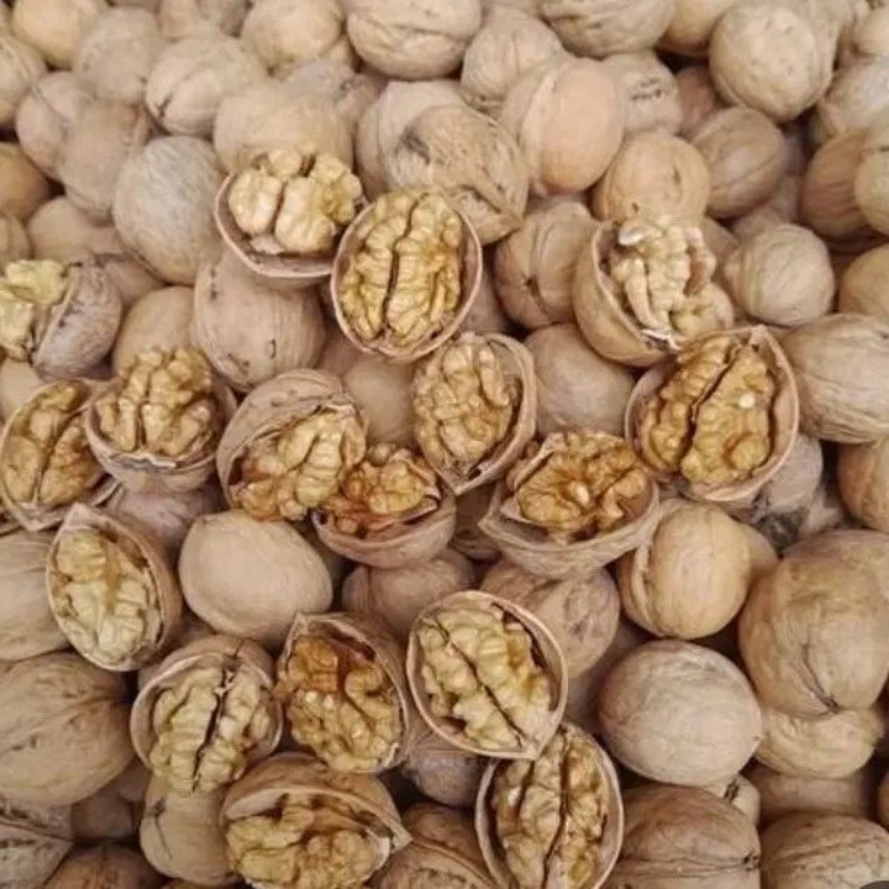 فروش گردو کاغذی درجه ۱