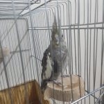 جوجه عروس هلندی