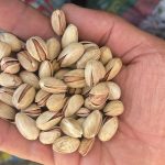 پسته رفسنجان شهر پسته ایران