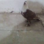 کفتر گلی سفید