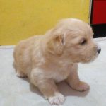 سگ آپارتمانی