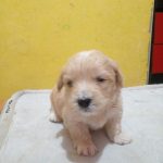 سگ آپارتمانی