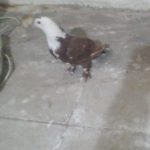 کفتر گلی سفید