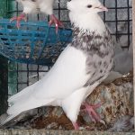 14عدد کبوتر طوقی کرمانشاهی درجه یک