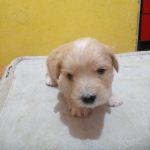 سگ آپارتمانی