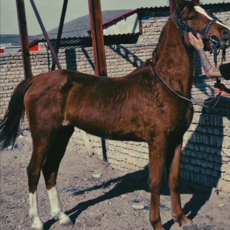 مادیان ابستن از کره  کامران قدیری