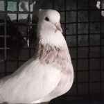 14عدد کبوتر طوقی کرمانشاهی درجه یک