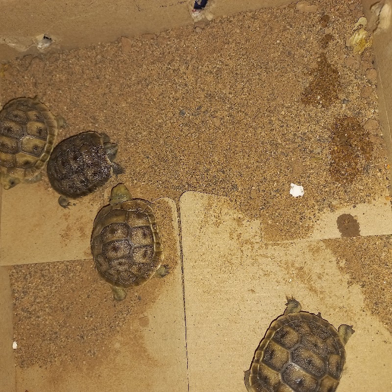 خریدار لاکپشت خاکی کوچیک