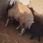 فروش بره قوچ شال افشار