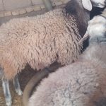 فروش بره قوچ شال افشار