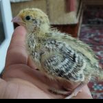 جوجه بلدرچین