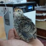 جوجه بلدرچین