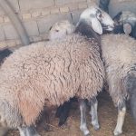 فروش بره قوچ شال افشار