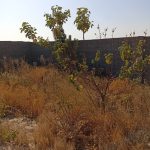 زمین کشاورزی و باغ