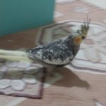 عروس هلندی ماده