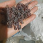 باسلام کشمش بیدانه آفتابی دویست کیلو تمیز پاک شده ۲۳۰ هزار تومن