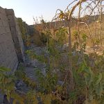 زمین کشاورزی و باغ