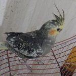 عروس هلندی ماده