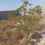 زمین کشاورزی و باغ