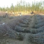 نهالستان خاک نهال مجوز دار