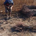 نهالستان خاک نهال مجوز دار