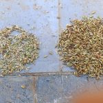 پخش وفروش برنج عنبربو بشرط خالص خالص