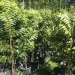 نهالستان خاک نهال مجوز دار