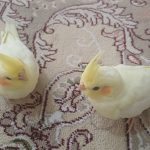 ۳ تا عروس هلندی سالم