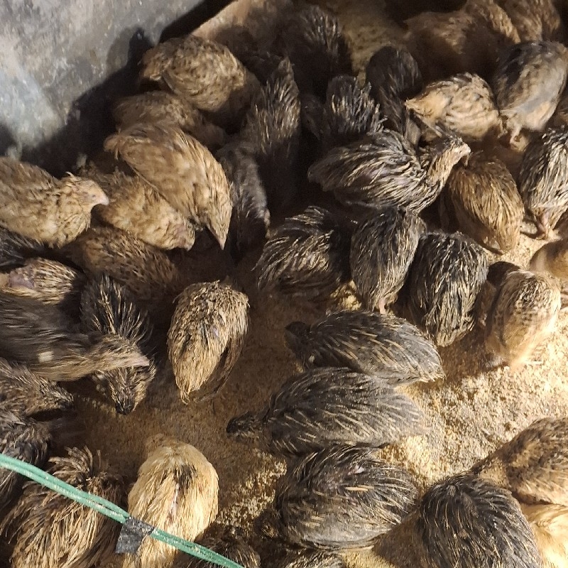 بلدرچین ماده و نر نژاد تخمگزار 40روزه