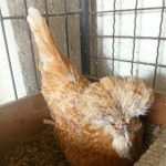 تخم نطفه دار مرغ پولند طلایی