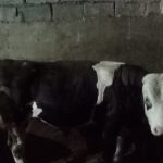 گوساله نر