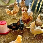 تخم نطفه دار مرغ پولند طلایی