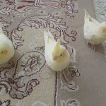 ۳ تا عروس هلندی سالم