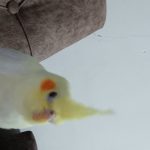 ۳ تا عروس هلندی سالم