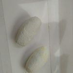 مهره  سلیمانی