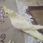 ۳ تا عروس هلندی سالم