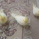 ۳ تا عروس هلندی سالم