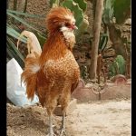 تخم نطفه دار مرغ پولند طلایی