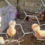 تخم نطفه دار مرغ پولند طلایی